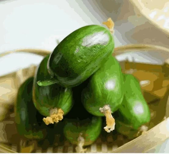 Cucumber-Golden Boy Lady Cucumber - Image 3
