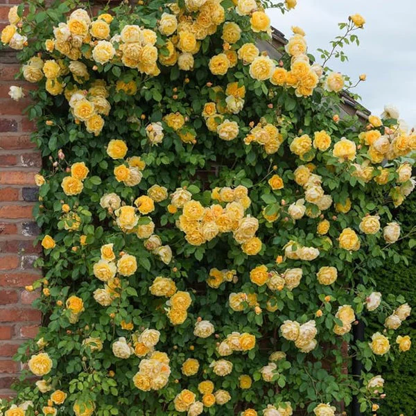Rose Flower Seeds - Image 3