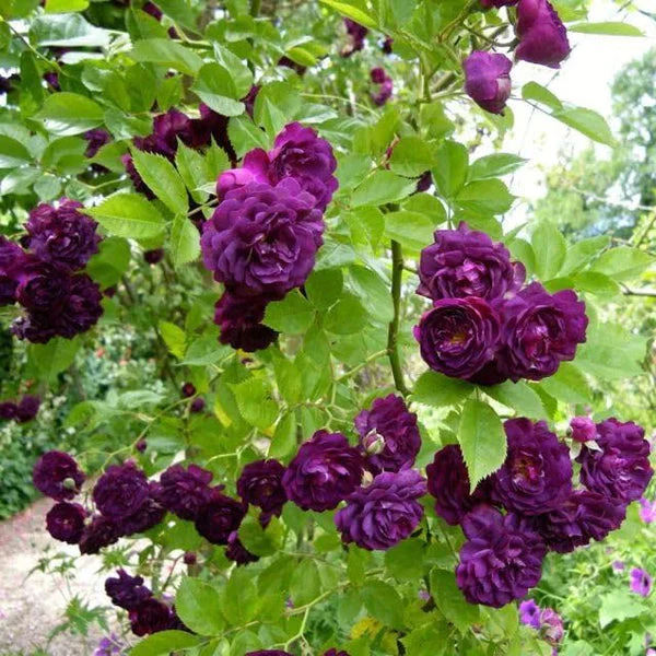 Rose Flower Seeds - Image 4