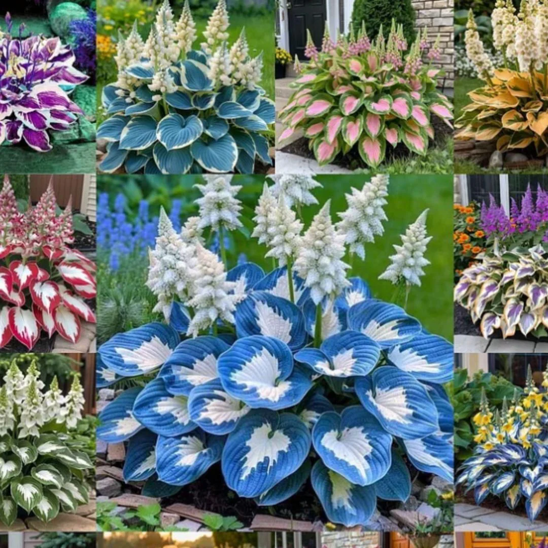 Hosta Flower Seeds - Image 5